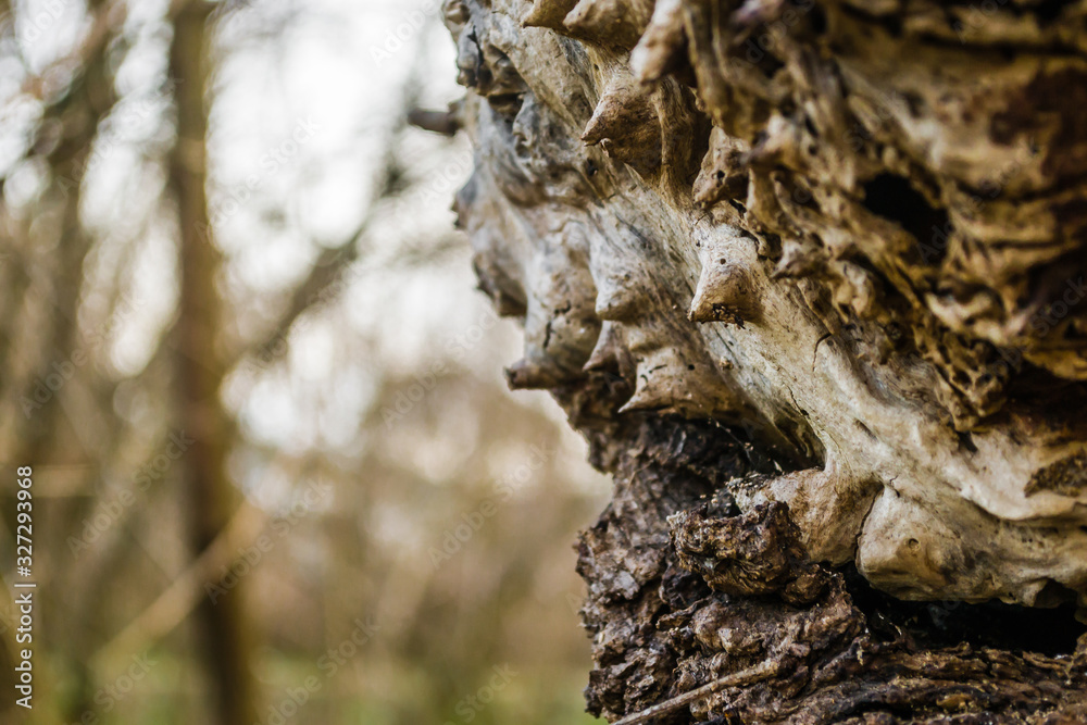 The bark of old deciduous trees The bark of old deciduous trees