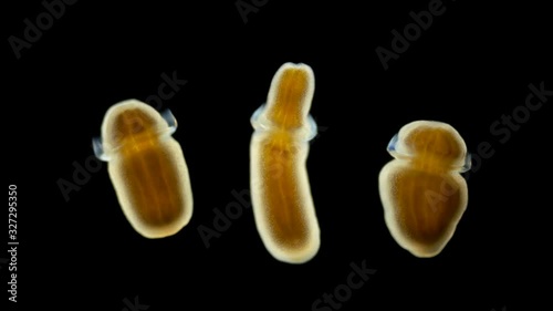 Microscope larva of Zoanthina under the microscope, class Anthozoa, found in the Atlantic Ocean photo