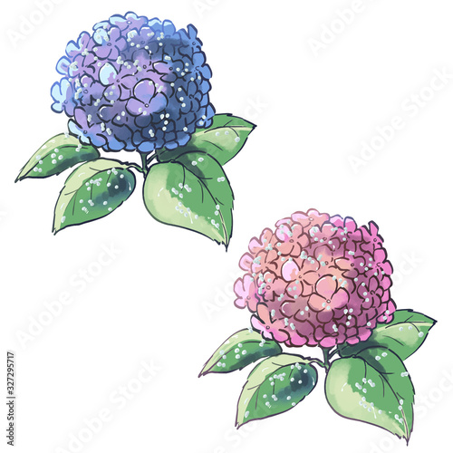 雫がついた紫陽花