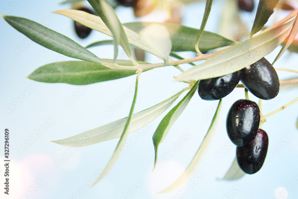 Obraz premium Olive tree branch.