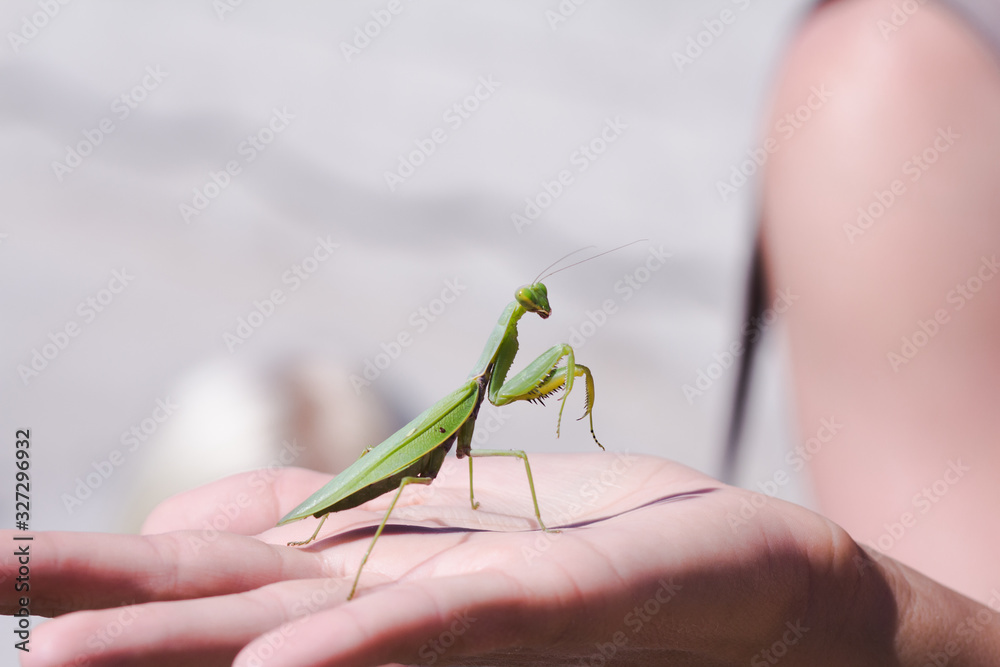 Macro picture of big green mantis on hand