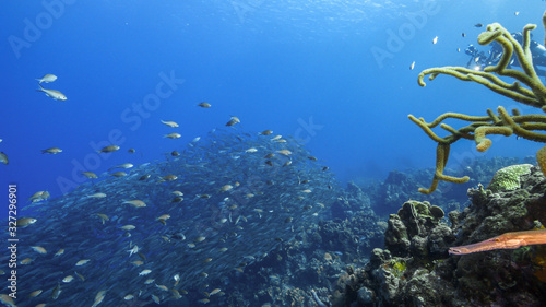 Trumpetfish and Bait ball / school of fish in turquoise water of coral reef in Caribbean Sea / Curacao