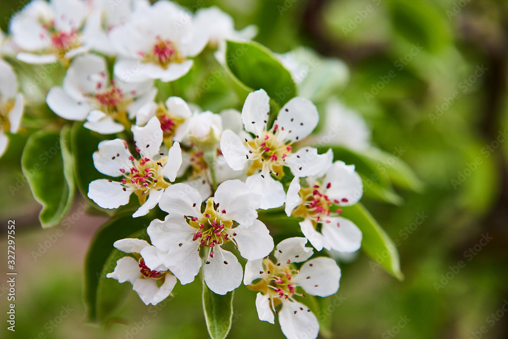 beautiful blooming apple trees orchard in spring garden