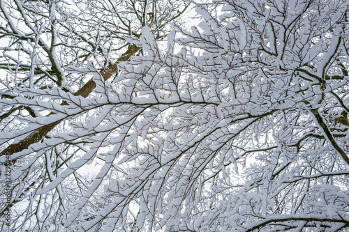 Zweig einer Buche mit Schnee bedeckt im Winter © scaleworker