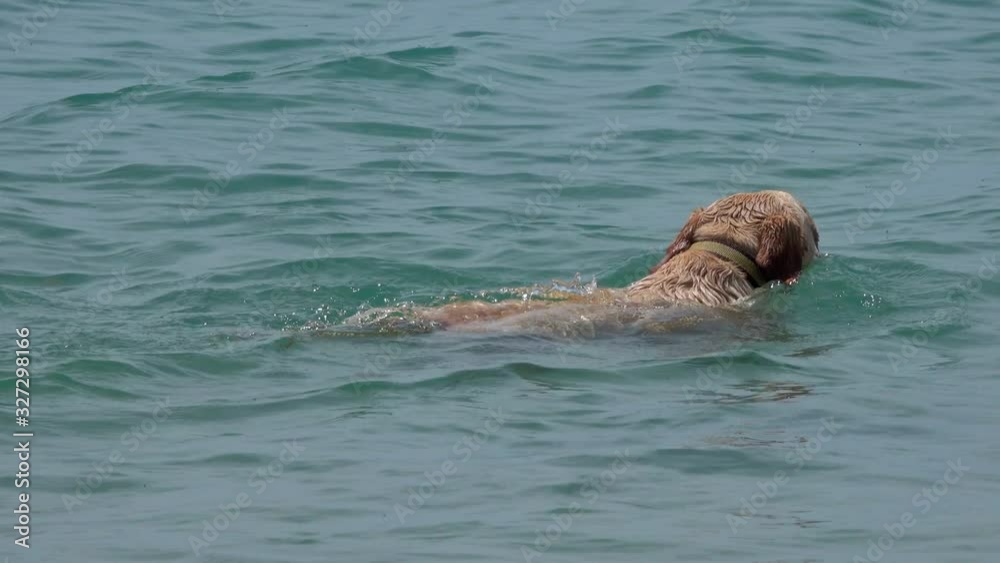Labrador Retriever dog swimming in the sea Labrador Retriever dog swimming in the sea