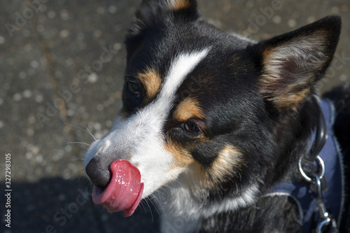 No.181撮影者の愛犬、散歩中の黒コーギー左向き顔アップ舌を右側にペロン photo