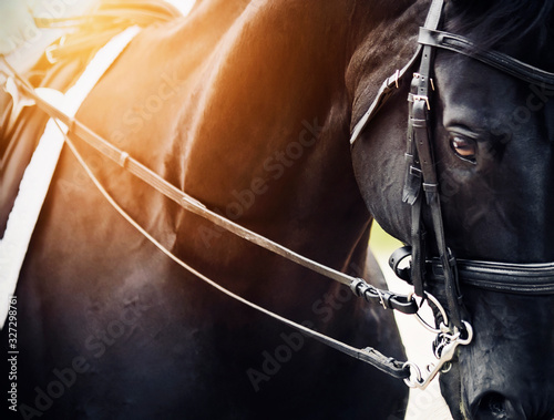 Portrait of a black, elegant horse with a bridle and headband on its muzzle, illuminated by bright sunlight. Selective focus. ©  Valeri Vatel