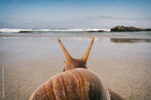 Soft focus of snail on vacation on the beach seen from behind.