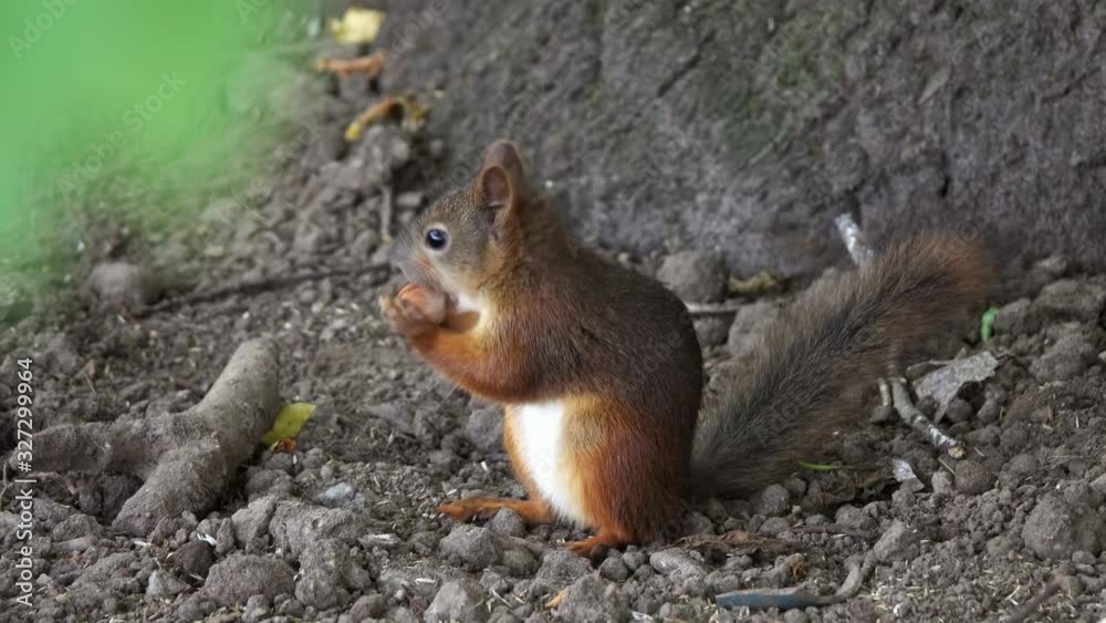 Squirrel with nut in summer park, 4k Squirrel with nut in summer park, 4k