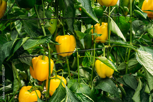 Fotografi Yellow pepper cultivation on an ecological greenhouse
