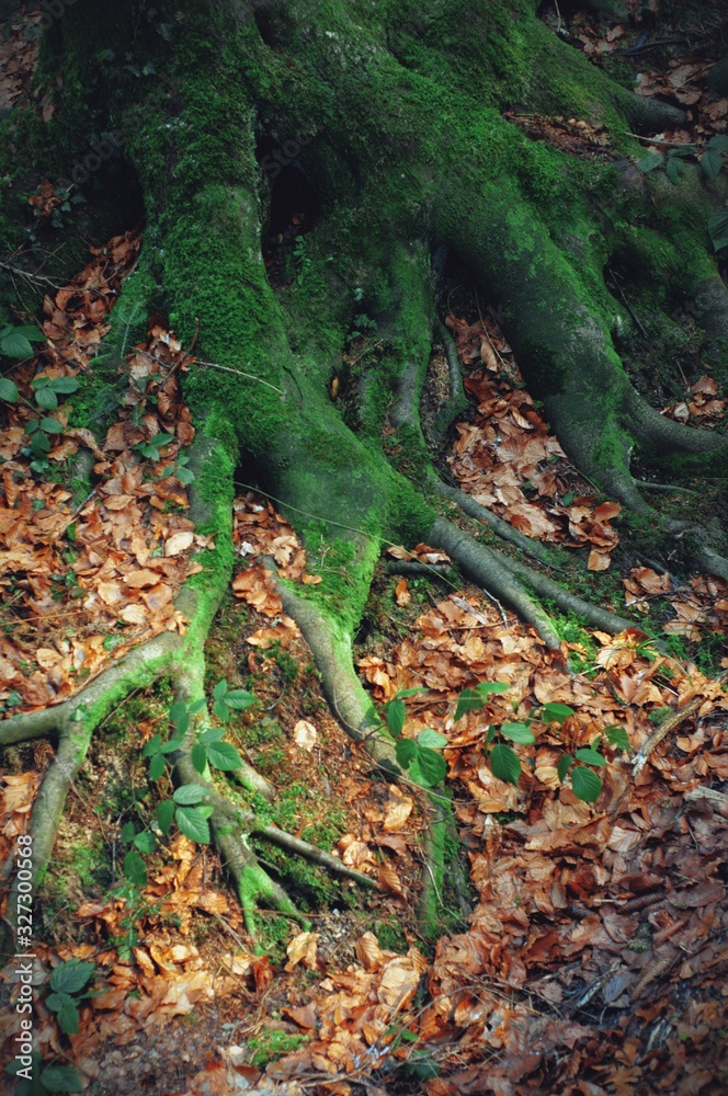 Old tree roots covered with green moss. Tree roots and carpet of dry leaves. Old tree roots covered with green moss. Tree roots and carpet of dry leaves.