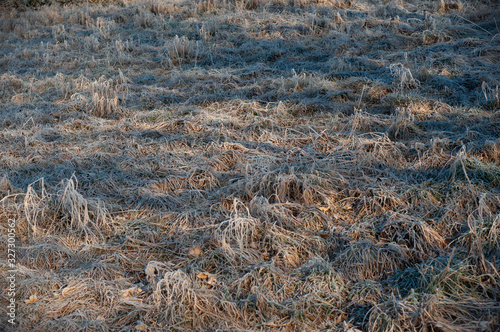 Frozen dry grass background covered with hoar-frost in a cold sunny day.