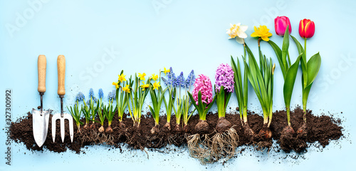 Foto Plants and gardening tools on blue background.