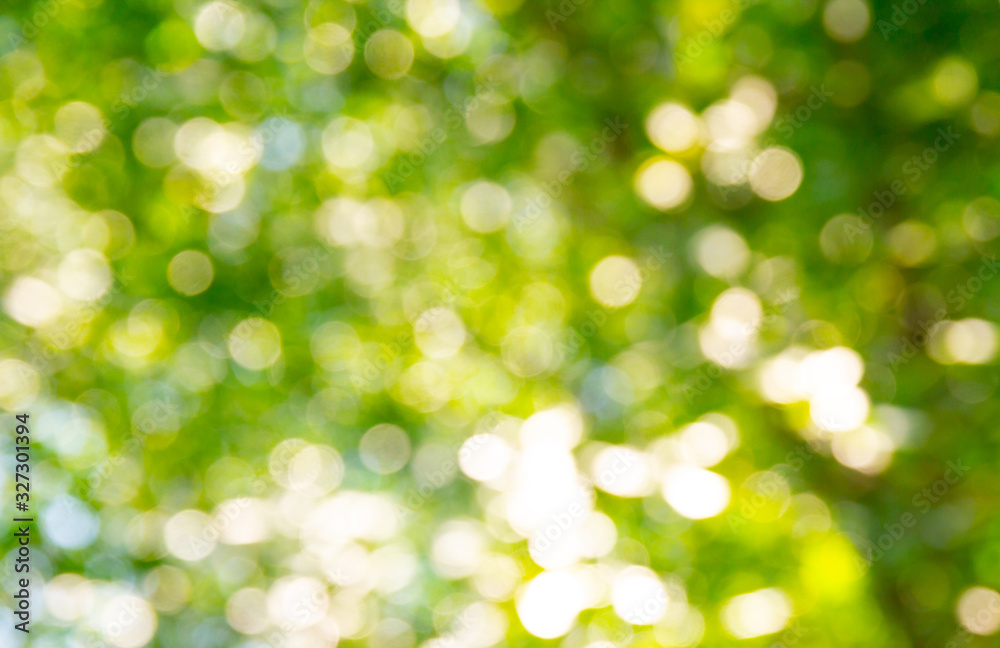 Fototapeta premium Natural green bokeh abstract background