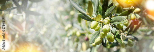 Nature background with olives photo