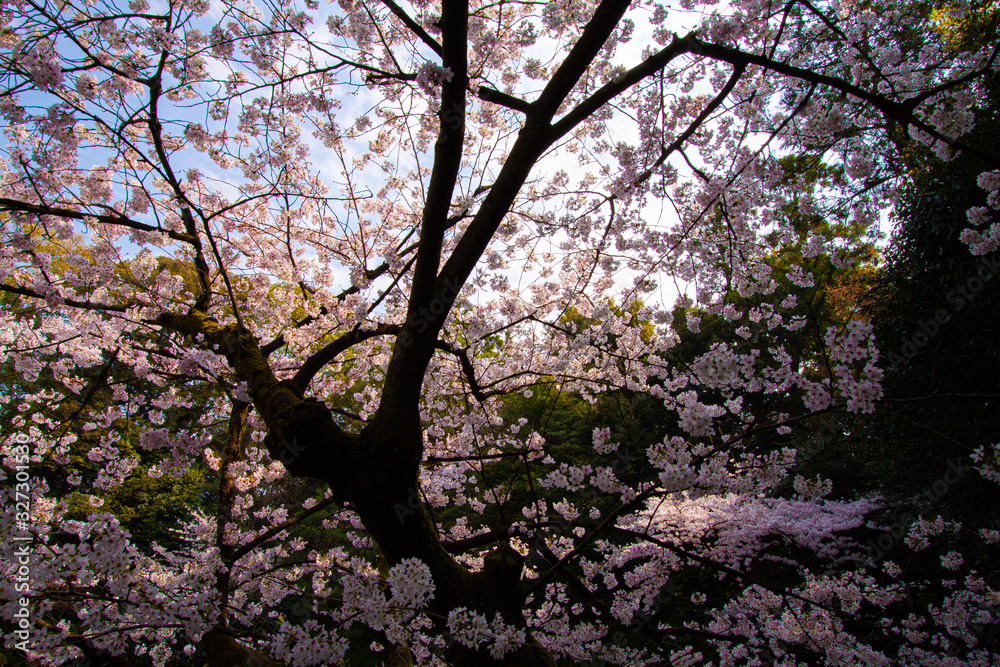 Sakura (Cherry) Blossom in Kyoto, Japan Sakura (Cherry) Blossom in Kyoto, Japan