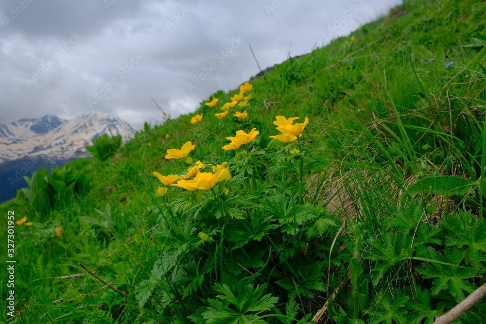 Obraz premium Yellow kaluzhnitsa blooms in the mountains. Bright yellow flowers. Close-up. Beautiful view.