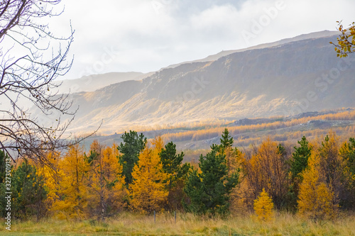 Forrest in northern Iceland trees colored in yellow in autumn