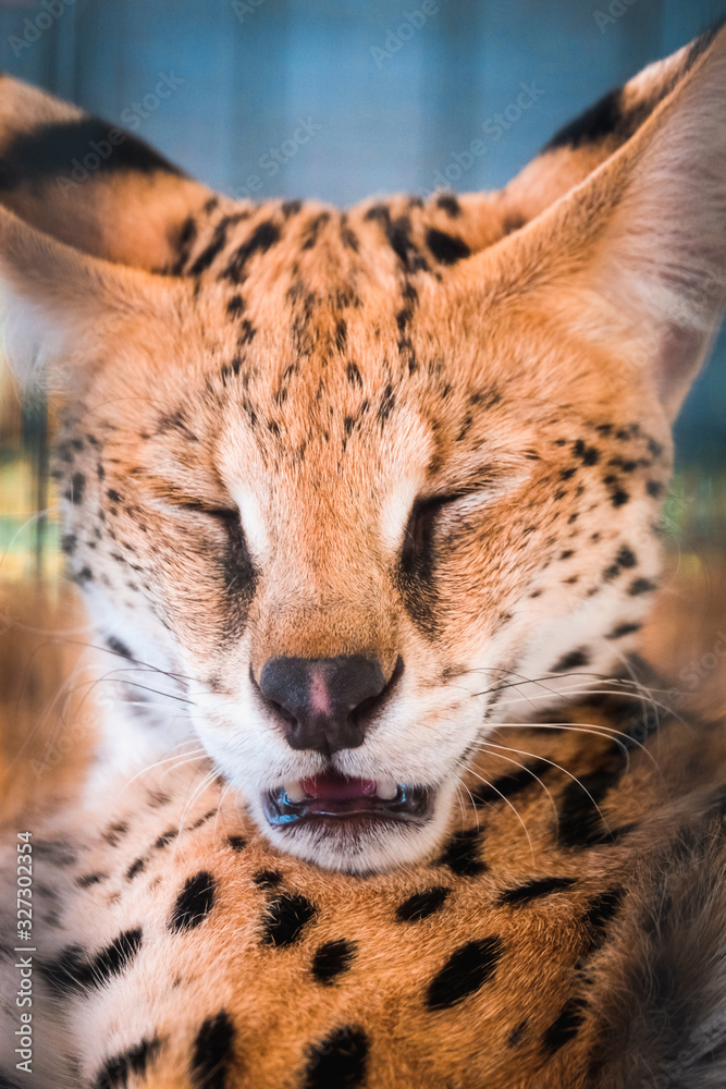 Portrait of serval cat with blur background Portrait of serval cat with blur background