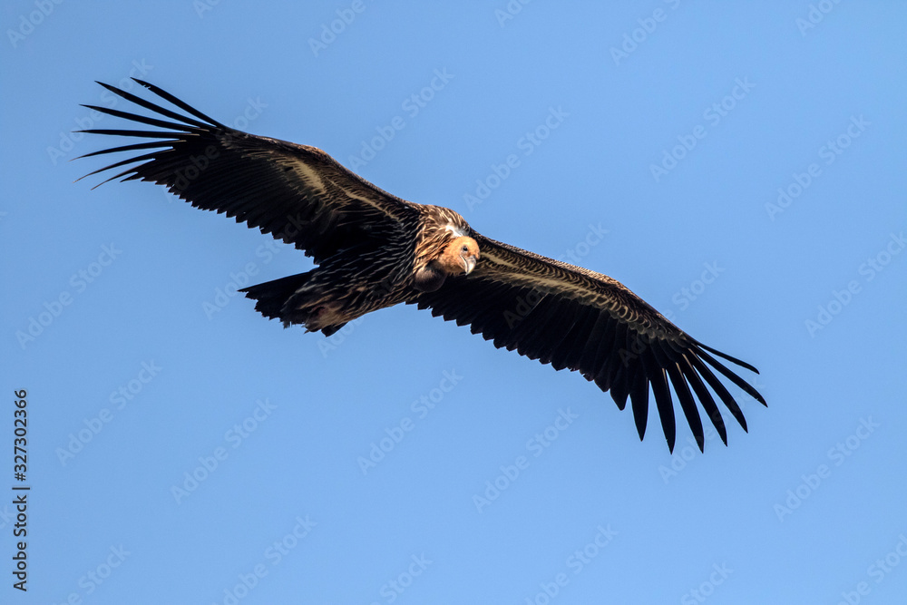 portrait of a himalaya vulture in evacuation season portrait of a himalaya vulture in evacuation season