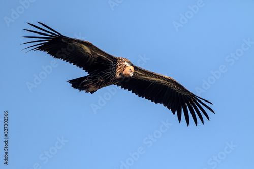 portrait of a himalaya vulture in evacuation season