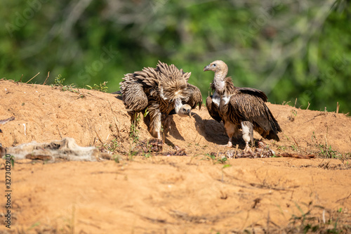 portrait of a himalaya vulture in evacuation season