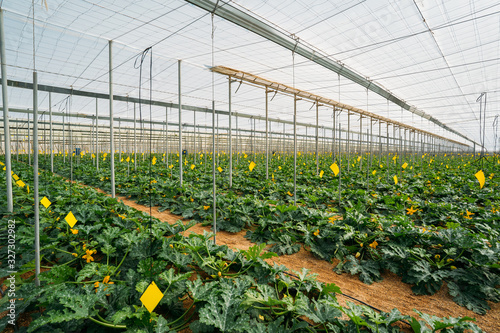 General view of the cultivation of organic zucchini crop in a commercial greenhouse photo