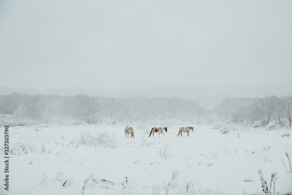 Winter scene of three horses in the distance on the white snow covered pasture during the foggy morning with grey sky and snow-covered trees in the background