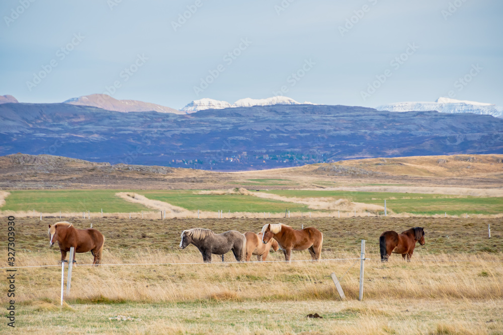 Snaefellsness national park in Iceland icelandic horses standing on meadow during autumn