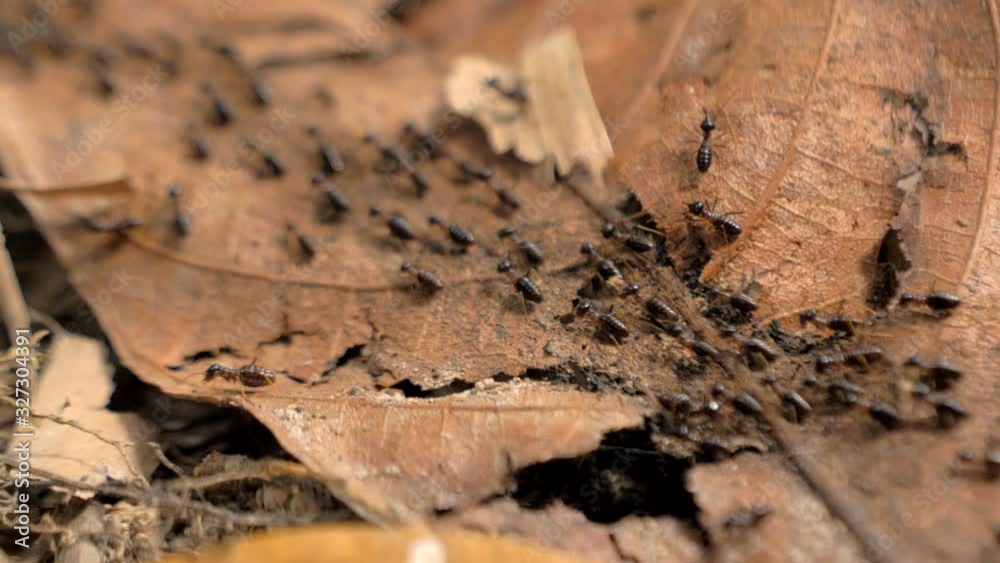 Group of black ants walking on the concrete surface. Group of black ants walking on the concrete surface.