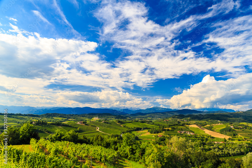 The beautiful vineyard of Collio, Friuli Venezia-Giulia, Italy