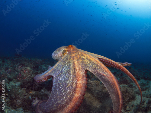 Close-up of a common octopus (Octopus vulgaris)