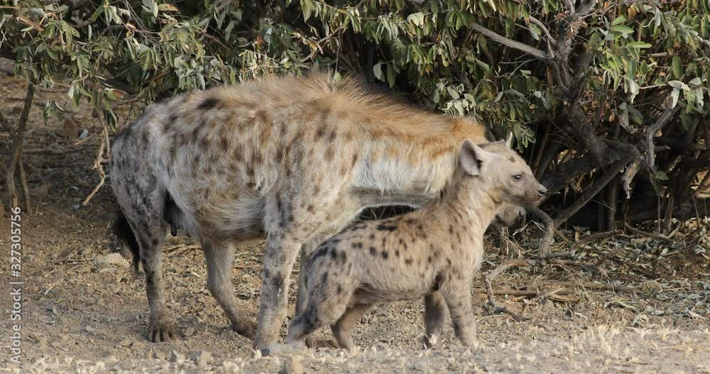 A spotted hyena (Crocuta crocuta) at her den with young pup, Kruger National Park, South Africa A spotted hyena (Crocuta crocuta) at her den with young pup, Kruger National Park, South Africa