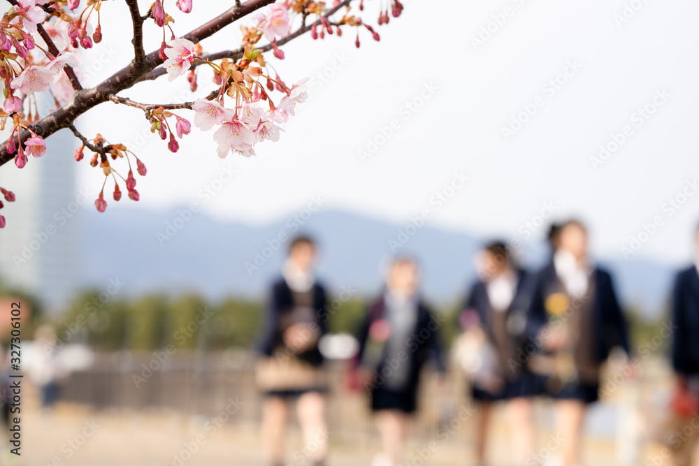 桜と高校生