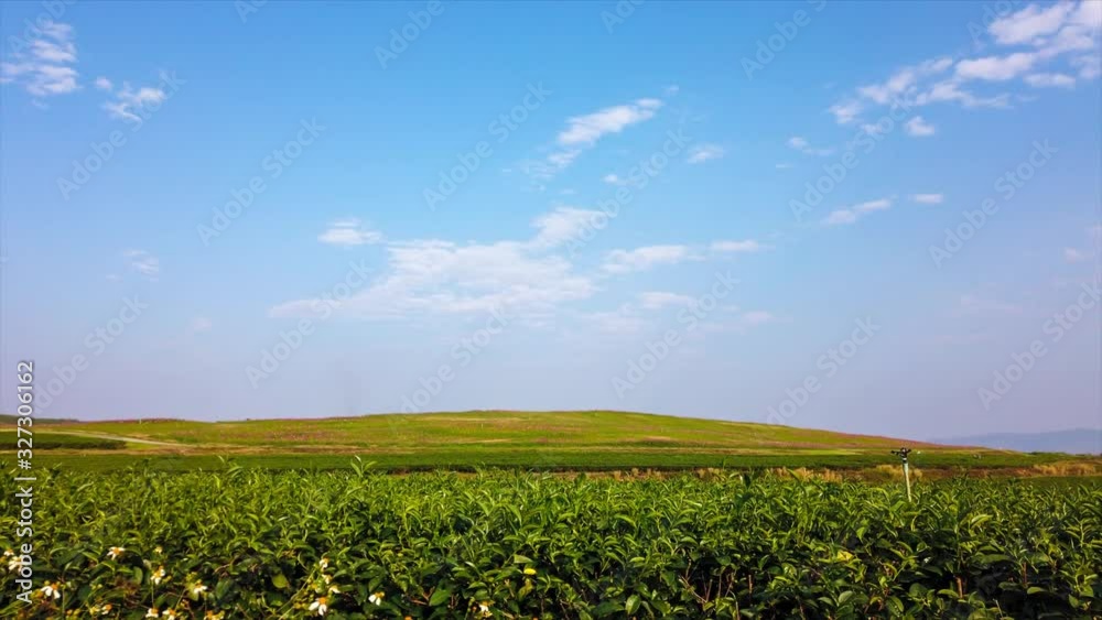 RL Pan time-lapse of Beautiful tea plantation cloudscape and landscape natural scenery in countryside of northern Thailand. RL Pan time-lapse of Beautiful tea plantation cloudscape and landscape natural scenery in countryside of northern Thailand.