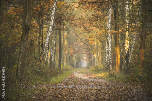 Złota jesień na leśnej drodze © af-mar