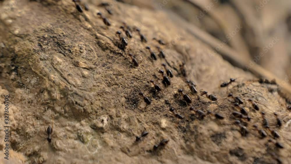 Group of black ants walking on the concrete surface. Group of black ants walking on the concrete surface.