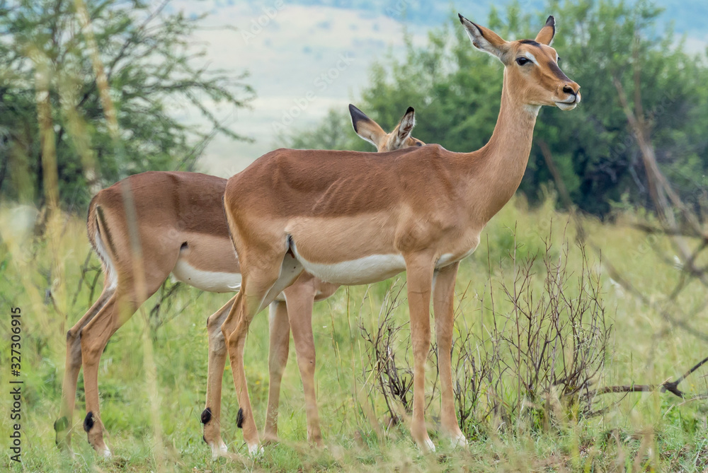 Pilanesberg national park in South Africa