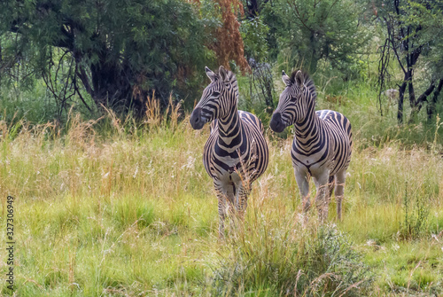 Pilanesberg national park in South Africa