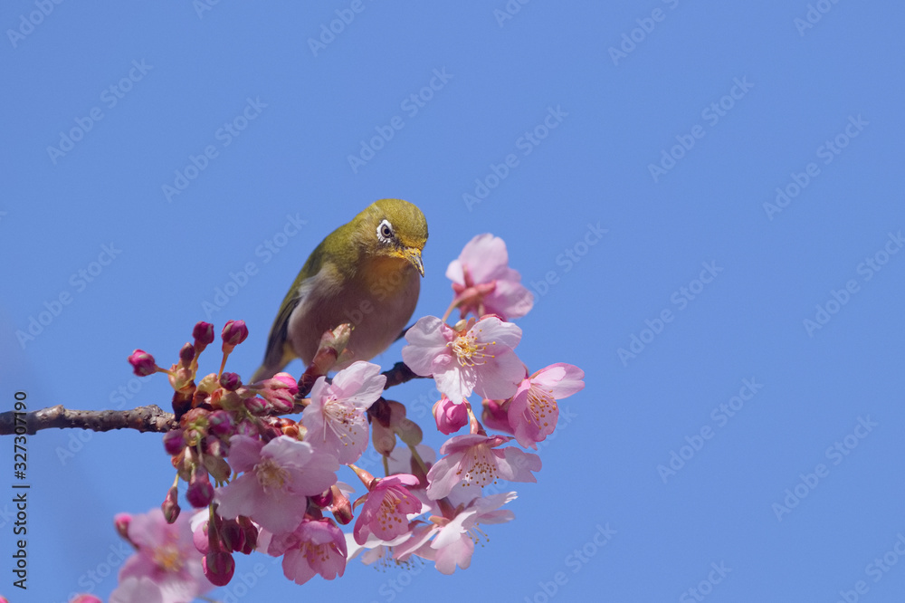 メジロと河津桜