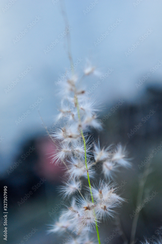 A Dandelion at road side A Dandelion at road side