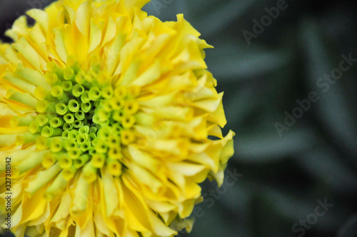 Close view of yellow flower with green grass blur background