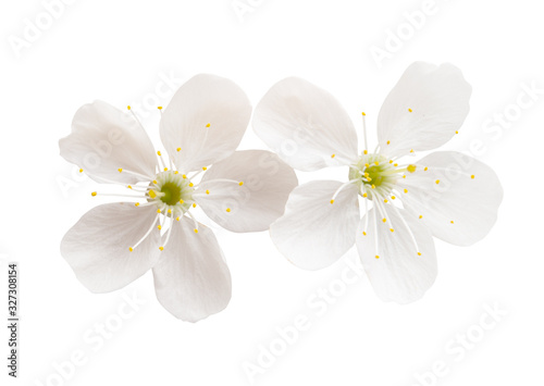 Fototapeta Naklejka Na Ścianę i Meble -  cherry flowers isolated
