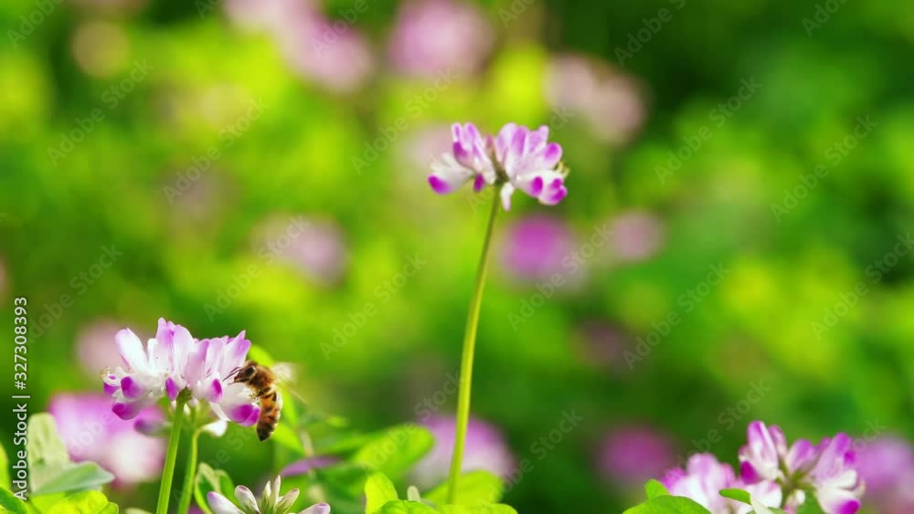 Slow motion of honey bee flying around purple pink flower (Chinese milk vetch) in beautiful spring sunny nature field bee collection pollen in meadow outdoor 4k clip Slow motion of honey bee flying around purple pink flower (Chinese milk vetch) in beautiful spring sunny nature field bee collection pollen in meadow outdoor 4k clip
