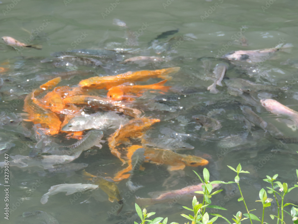 fish in the pond at pakis village,malang-east java.indonesia fish in the pond at pakis village,malang-east java.indonesia