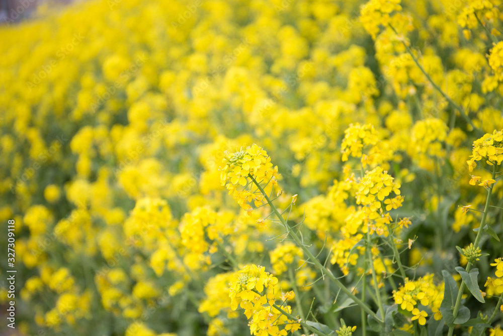 菜の花 菜の花