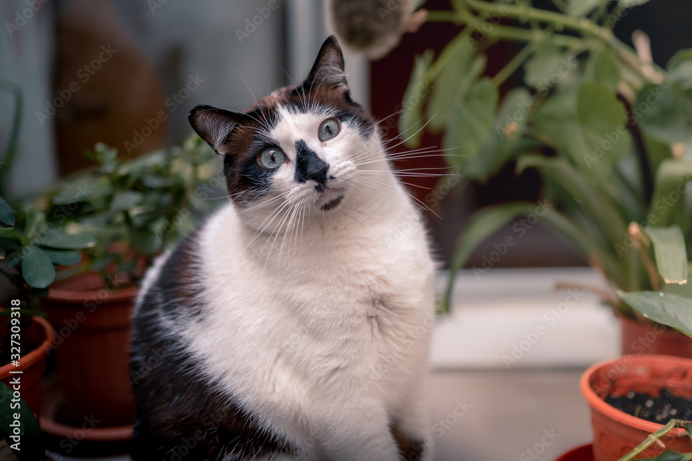 primer plano de gato blanco y negro de ojos azules sentado junto a unas plantas, mira a la camara foto de Stock Adobe Stock