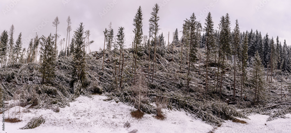 Fallen trees after strong hurricane wind in National Park Cheile Bicazului-Hășmaș, Romania..Panoramic view. Fallen trees after strong hurricane wind in National Park Cheile Bicazului-Hășmaș, Romania..Panoramic view.