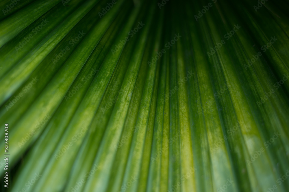 close up texture of big palm tree leaf close up texture of big palm tree leaf