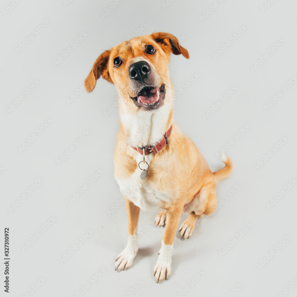 Cute and funny adopted dog posing for the camera in a studio